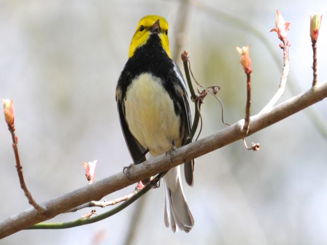 Black-throated Green Warbler