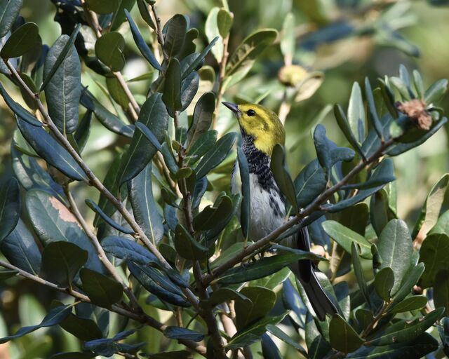 Black-throated Green Warbler