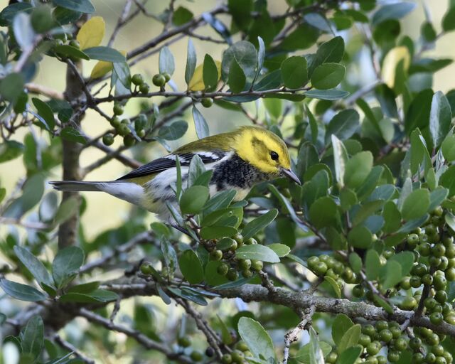 Black-throated Green Warbler