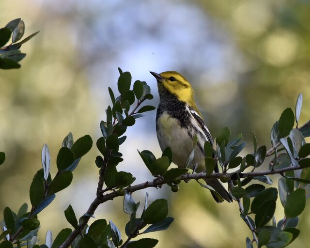 Black-throated Green Warbler