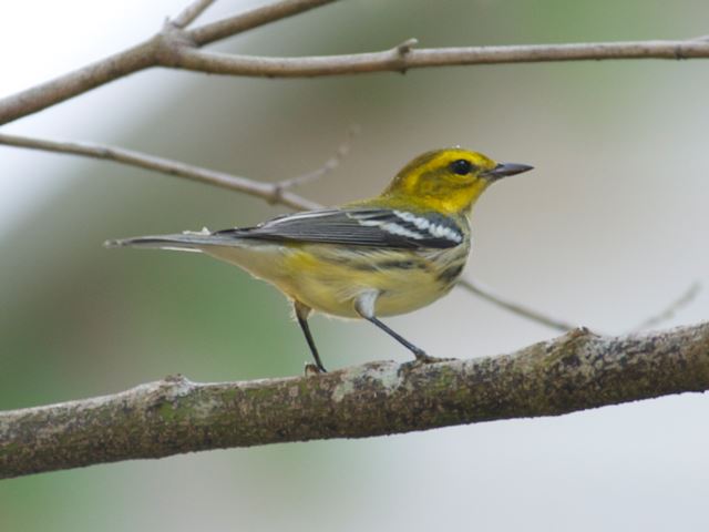 Black-throated Green Warbler