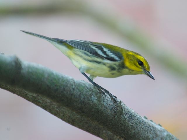 Black-throated Green Warbler