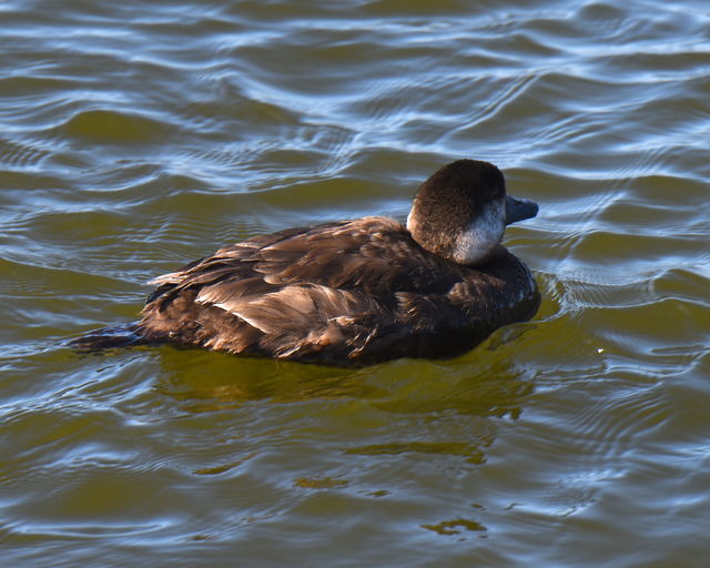 Black Scoter