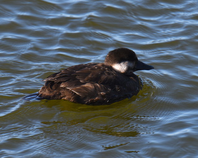 Black Scoter