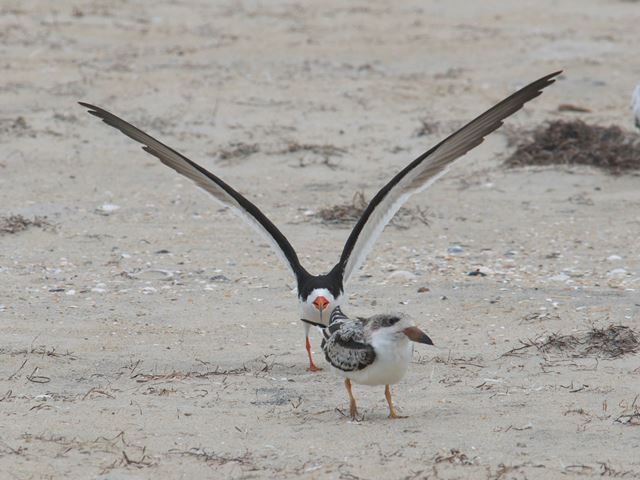 Black Skimmers