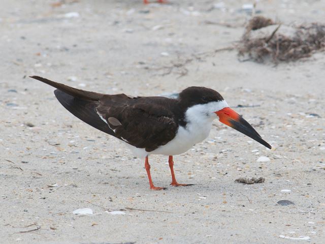 Black Skimmers