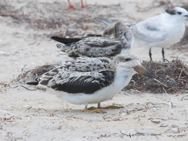 Black Skimmers