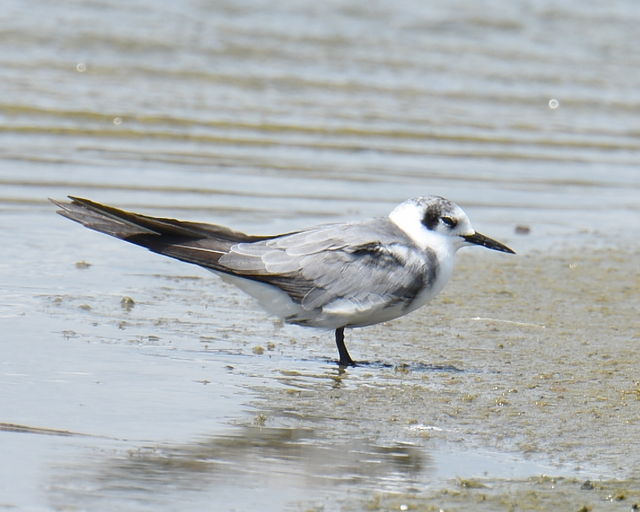 Black Tern