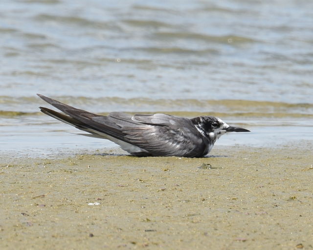 Black Tern