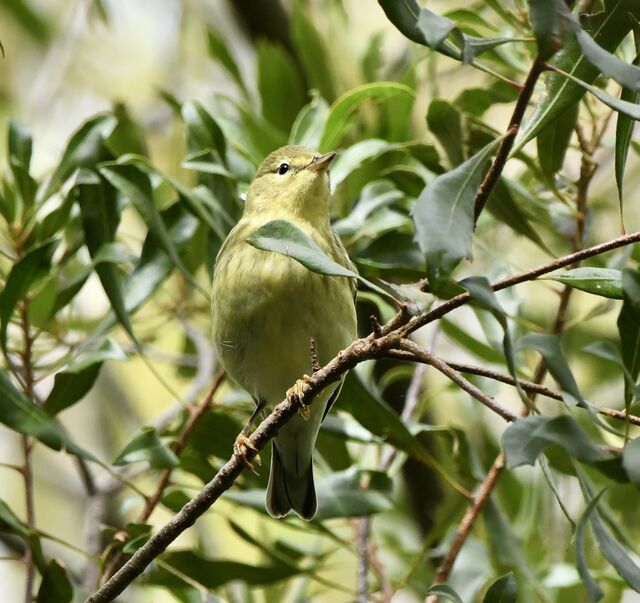 Blackpoll Warbler
