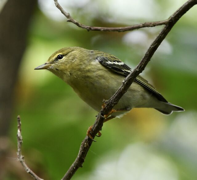 Blackpoll Warbler