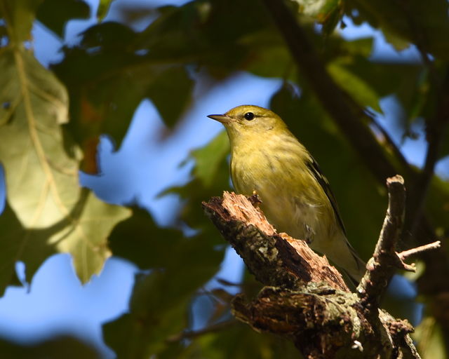 Blackpoll Warbler