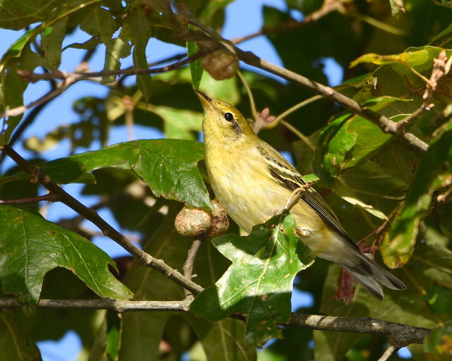 Blackpoll Warbler