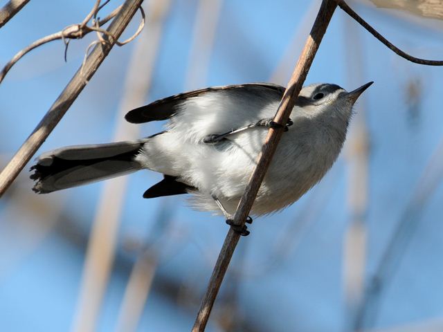 Blue-gray Gnatcatcher