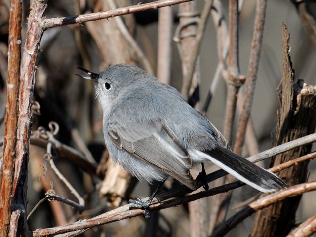 Blue-gray Gnatcatcher