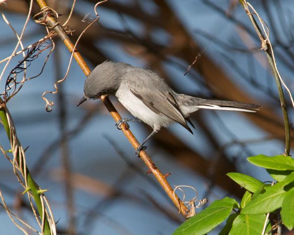Blue-gray Gnatcatcher