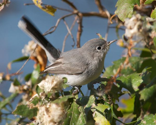 Blue-gray Gnatcatcher