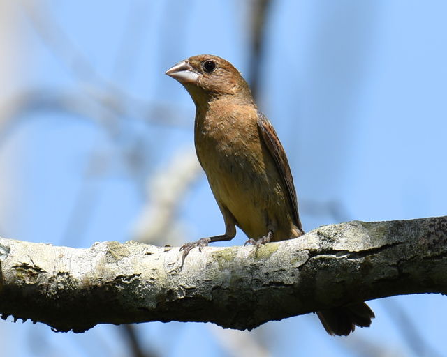 Blue Grosbeak