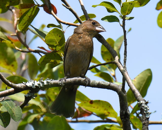 Blue Grosbeak