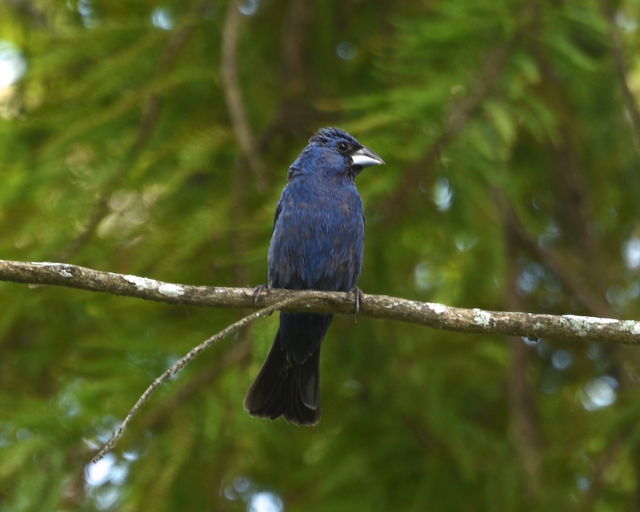 Blue Grosbeak