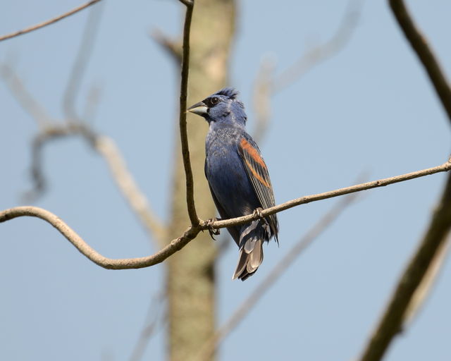 Blue Grosbeak