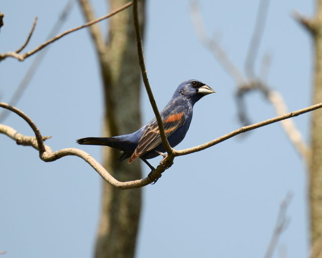 Blue Grosbeak