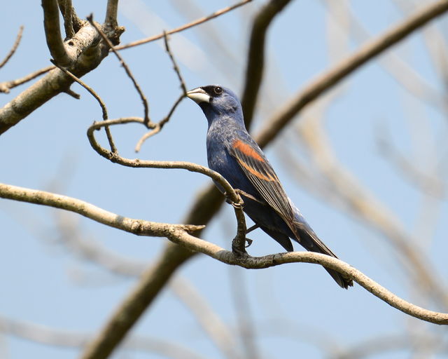 Blue Grosbeak