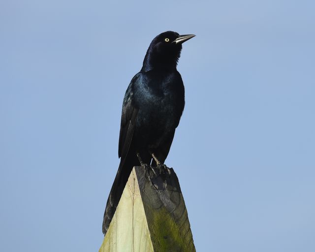 Boat-tailed Grackle