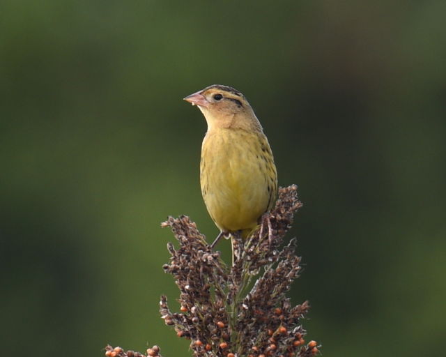 Bobolink