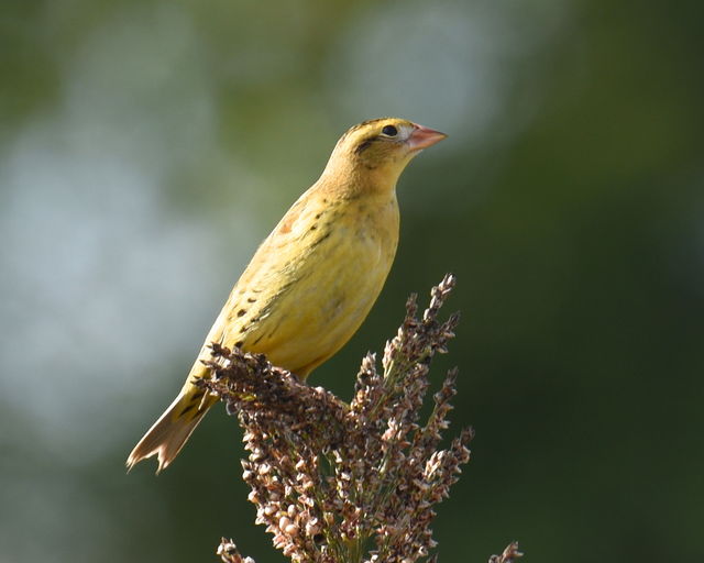 Bobolink