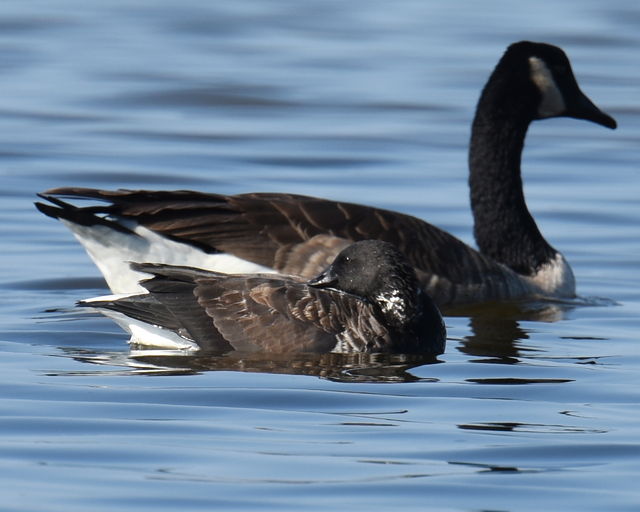 Brant