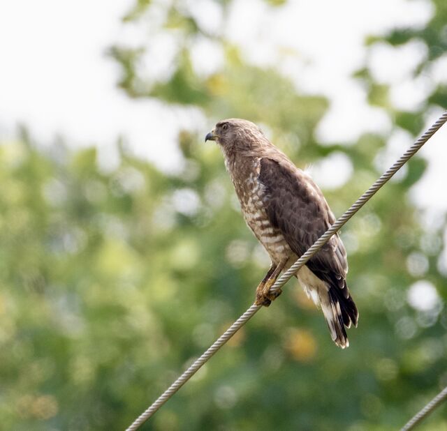 Broad-winged Hawk