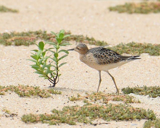 Buff-breasted Sandpiper