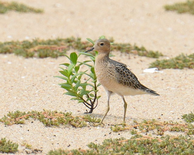 Buff-breasted Sandpiper