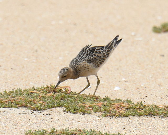 Buff-breasted Sandpiper