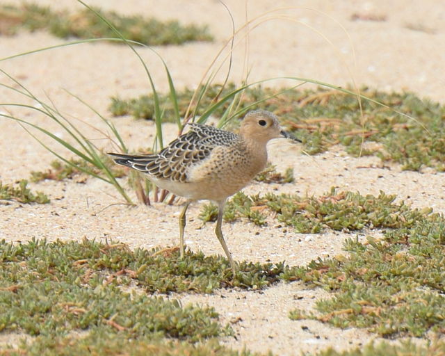 Buff-breasted Sandpiper