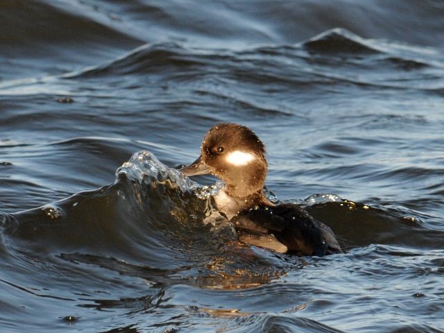 Bufflehead