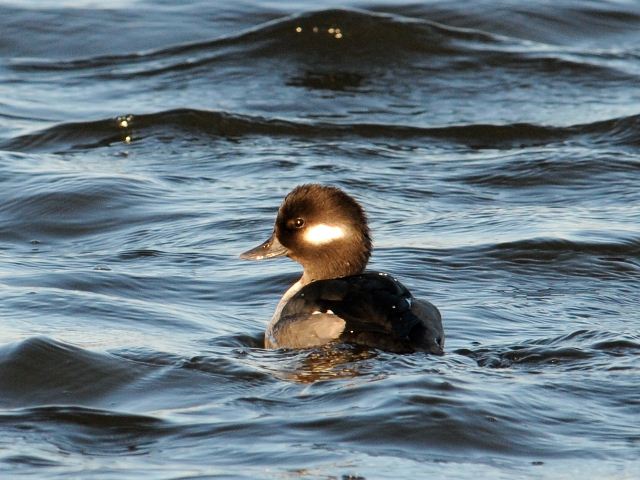 Bufflehead