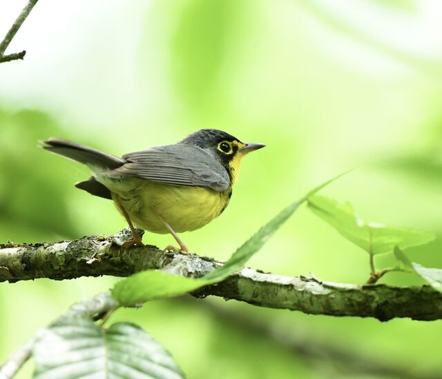 Canada Warbler