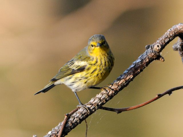 Cape May Warbler