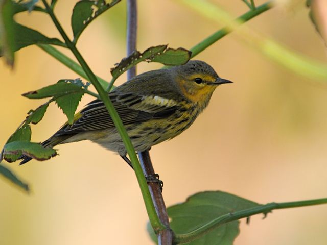 Cape May Warbler