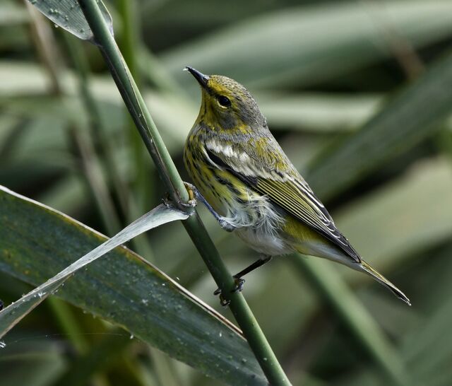 Cape May Warbler
