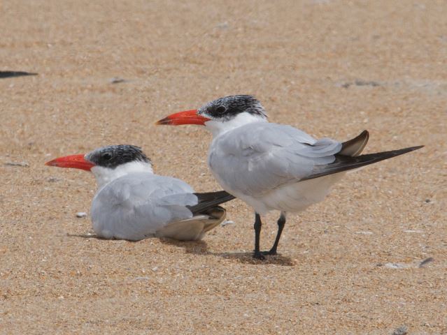 Caspian Terns