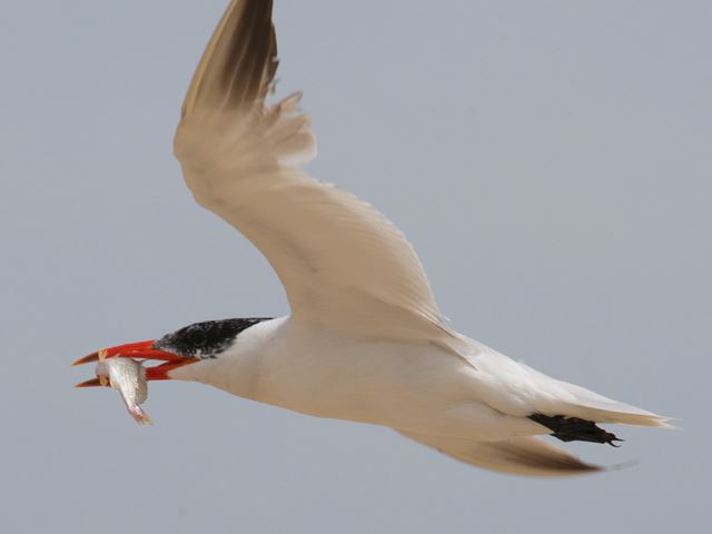 Caspian Terns