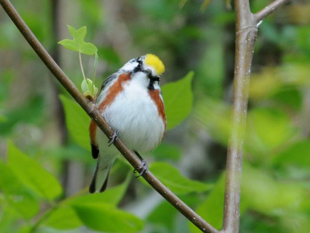 Chestnut-sided Warbler