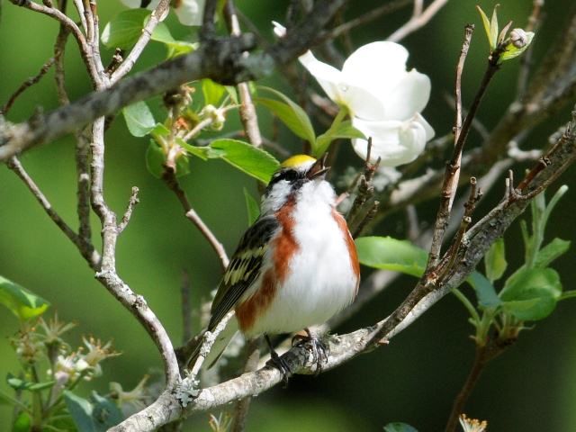 Chestnut-sided Warbler