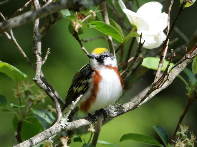 Chestnut-sided Warbler