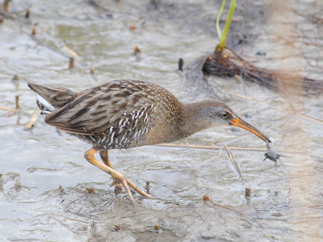 Clapper Rail