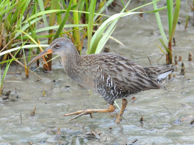 Clapper Rail