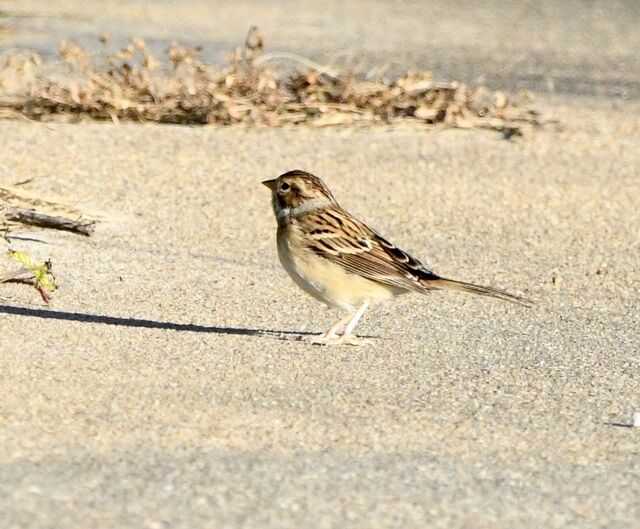 Clay-colored Sparrow